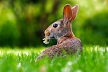 Image result for Cute Rabbit In Grass. Size: 154 x 103. Source: cleanpublicdomain.com