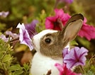 Image result for Show-me Cute Bunnies. Size: 134 x 106. Source: wallpapercave.com