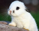 Image result for Show-me Cute Bunnies. Size: 135 x 106. Source: www.pinterest.com