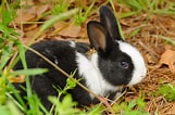 Image result for Show-me Cute Bunnies. Size: 161 x 106. Source: www.rd.com