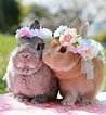 Image result for super Cute Baby Bunny. Size: 98 x 106. Source: www.pinterest.com
