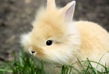 Image result for super Cute Baby Bunny. Size: 157 x 106. Source: wallpaperset.com
