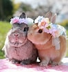 Image result for super Cute Baby Bunny. Size: 99 x 106. Source: www.fanpop.com