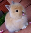 Image result for super Cute Baby Bunny. Size: 99 x 106. Source: www.pinterest.com.mx