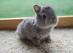Image result for super Cute Baby Bunny. Size: 147 x 106. Source: wallpapercave.com