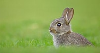Image result for Cute Rabbit In Grass. Size: 202 x 107. Source: www.wallpaperflare.com