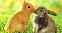 Image result for Cute Rabbit In Grass. Size: 202 x 107. Source: www.hdwallpapers.in
