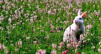Image result for Cute Rabbit In Grass. Size: 200 x 107. Source: www.hdwallpapers.in