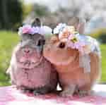 Image result for Super Cute baby Bunny princess. Size: 150 x 149. Source: www.pinterest.pt