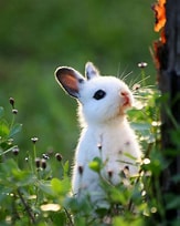 Image result for super Cute Baby Bunny. Size: 163 x 204. Source: www.kickvick.com