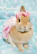 Image result for Super Cute baby Bunny princess. Size: 150 x 220. Source: www.pinterest.com