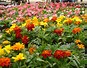 Image result for Flower Bulb Garden. Size: 87 x 68. Source: lookaside.fbsbx.com