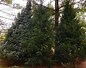 Image result for White Christmas Tree Luxury. Size: 86 x 68. Source: lookaside.fbsbx.com