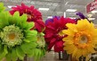 Image result for Cute Crafts at Michaels. Size: 109 x 68. Source: i3.ypcdn.com