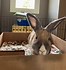 Image result for Rabbit Rescue Animal. Size: 66 x 70. Source: lookaside.fbsbx.com