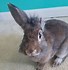 Image result for Rabbit Sanctuary. Size: 68 x 70. Source: lookaside.fbsbx.com