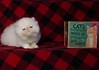 Image result for Himalayan Cat Breeders. Size: 99 x 70. Source: lookaside.fbsbx.com