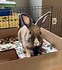 Image result for Rabbit Sanctuary. Size: 62 x 70. Source: lookaside.fbsbx.com