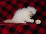 Image result for Himalayan Cat Breeders. Size: 94 x 70. Source: lookaside.fbsbx.com