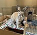 Image result for Rabbit Rescue Animal. Size: 74 x 70. Source: lookaside.fbsbx.com