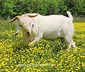 Image result for Dappled Boer Goats. Size: 85 x 72. Source: lookaside.fbsbx.com