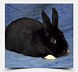 Image result for Rocky Mountain House Rabbit Rescue. Size: 78 x 72. Source: lookaside.fbsbx.com