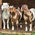 Image result for Dappled Boer Goats. Size: 72 x 72. Source: lookaside.fbsbx.com