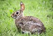 Image result for Rabbit Rescue Animal. Size: 108 x 73. Source: www.ohiohouserabbitrescue.org
