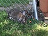 Image result for Rabbit Rescue Animal. Size: 98 x 73. Source: www.ohiohouserabbitrescue.org