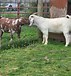 Image result for Dappled Boer Goats. Size: 71 x 76. Source: lookaside.fbsbx.com