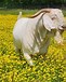 Image result for Dappled Boer Goats. Size: 61 x 76. Source: lookaside.fbsbx.com