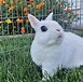 Image result for Rocky Mountain House Rabbit Rescue. Size: 77 x 76. Source: static.wixstatic.com