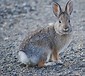 Image result for Rocky Mountain House Rabbit Rescue. Size: 85 x 76. Source: static.wixstatic.com