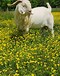 Image result for Dappled Boer Goats. Size: 60 x 76. Source: lookaside.fbsbx.com