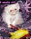 Image result for Himalayan Cat Breeders. Size: 62 x 78. Source: lookaside.fbsbx.com
