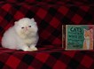 Image result for Himalayan Cat Breeders. Size: 106 x 78. Source: lookaside.fbsbx.com