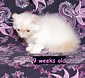 Image result for Himalayan Cat Breeders. Size: 85 x 78. Source: lookaside.fbsbx.com