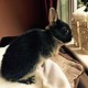 Image result for Mini Baby Little Bunnies That Are in Grimsby England. Size: 80 x 80. Source: lookaside.fbsbx.com