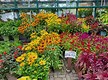 Image result for Perennial Flower Seeds. Size: 108 x 80. Source: lookaside.fbsbx.com