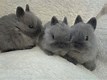 Image result for Mini Baby Little Bunnies That Are in Grimsby England. Size: 107 x 80. Source: lookaside.fbsbx.com