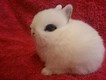 Image result for Mini Baby Little Bunnies That Are in Grimsby England. Size: 106 x 80. Source: lookaside.fbsbx.com