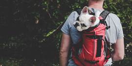 Carry your canine for your pets with these top picks of Dog carriers