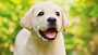 Cute golden retriever puppy | Vetted Breeders, Adorable Pups