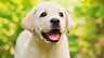 Mini pomeranian | Vetted Breeders, Adorable Pups