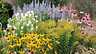 Purple Ornamental Grass | Plants for Every Gardener