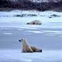 Polar Bear Tour Churchill Manitoba | Polar Bear Tours in Churchill
