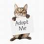 GoKitty.com | Kittens For Adoption Near Me