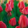 Order Fall Planted Tulips | Discover our Super Sale