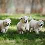 AKC Golden Retriever Puppies | Golden Retrievers For Sale