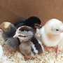 Valley Hatchery Poultry | Valley Hatchery Day-Old Chicks
